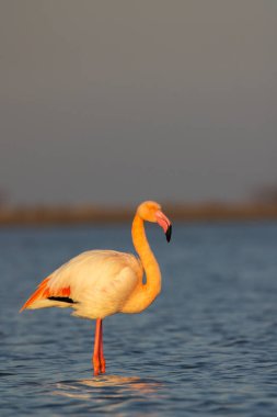 Flamingo in Parc Naturel bölgesel de Camargue, Provence, Fransa