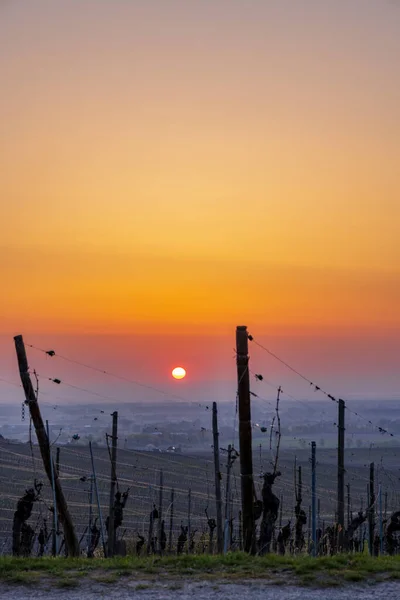 Vigneti Vicino Colmar Alsazia Francia — Foto Stock