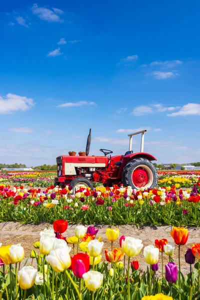 Field Tulips Old Tractor Keukenhof Netherlands — Photo