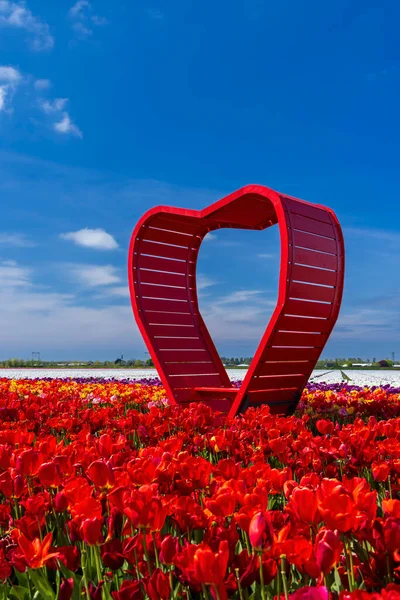 Campo Tulipani Con Cuore Rosso Vicino Keukenhof Paesi Bassi — Foto Stock