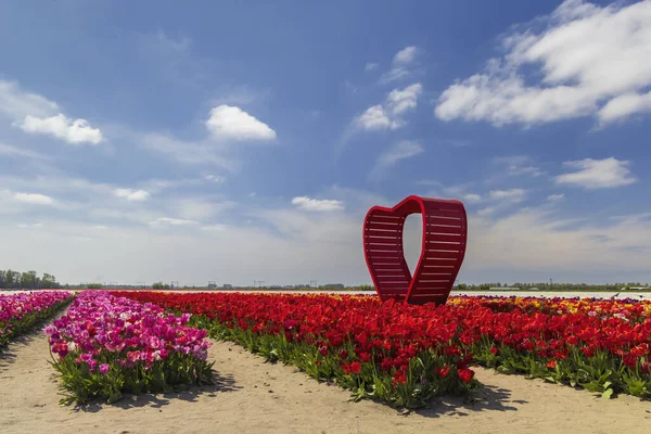 Campo Tulipani Con Cuore Rosso Vicino Keukenhof Paesi Bassi — Foto Stock