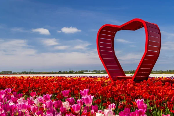 Campo Tulipanes Con Corazón Rojo Cerca Keukenhof Países Bajos — Foto de Stock