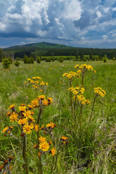 Typical Spring Landscape Stozec Nation Park Sumava Czech Republic — Stock Photo, Image