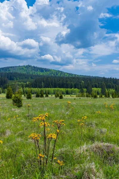 Typical Spring Landscape Stozec Nation Park Sumava Czech Republic — Stock Photo, Image