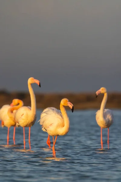 法国普罗旺斯Parc Naturel Regional Camargue的Flamingo — 图库照片