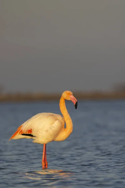 Flamingo Parc Naturel Regional Camargue Provence Frankreich — Stockfoto