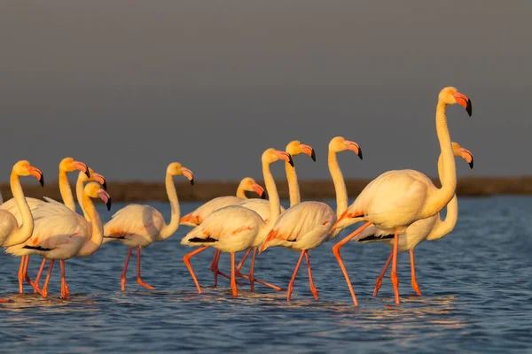 Flamingo Parc Naturel Regional Camargue Provence Frankreich — Stockfoto