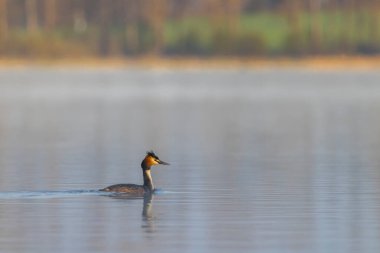 Great Crested Grebe (Podiceps kriteri), Güney Bohemya, Çek Cumhuriyeti