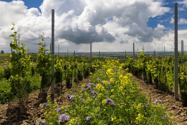 Floral Spacing Organic Vineyard Southern Moravia Czech Republic — Stock Photo, Image