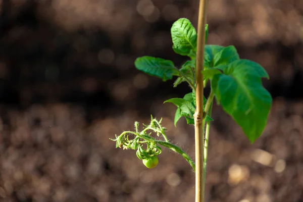 Dettaglio Pomodori Verdi Acerbi — Foto Stock