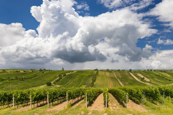 Ландшафт Виноградниками Словацько Південна Моравія Чехія — стокове фото