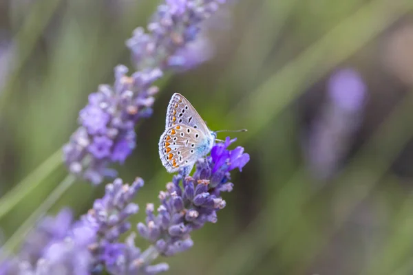 Brown Argus Aricia Agestis Lavender Provence France — Stock Photo, Image