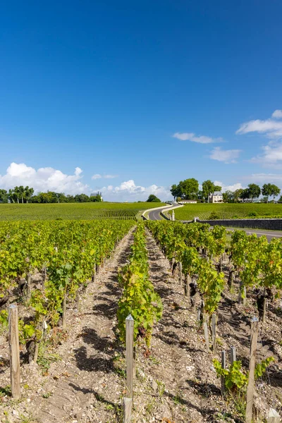 Chateau Pichon Longueville Yakınlarındaki Tipik Üzüm Bağları Kontes Lalande Bordeaux — Stok fotoğraf