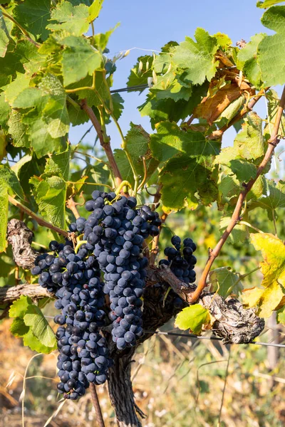 Vinha Típica Com Uvas Azuis Perto Chateauneuf Pape Cotes Rhone — Fotografia de Stock