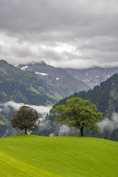 瑞士阿尔卑斯山附近的Unterschachen荒凉的乡村树木 — 图库照片
