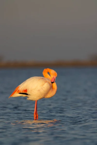 Flamant Rose Parc Naturel Régional Camargue Provence France — Photo