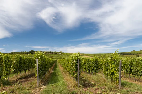 Paisagem Tokaj Com Vinha Sítio Unesco Hungria — Fotografia de Stock