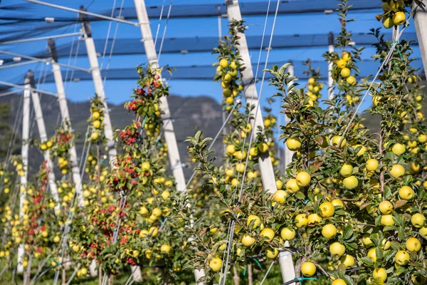 Apfelgarten Aica Südtirol Italien — Stockfoto