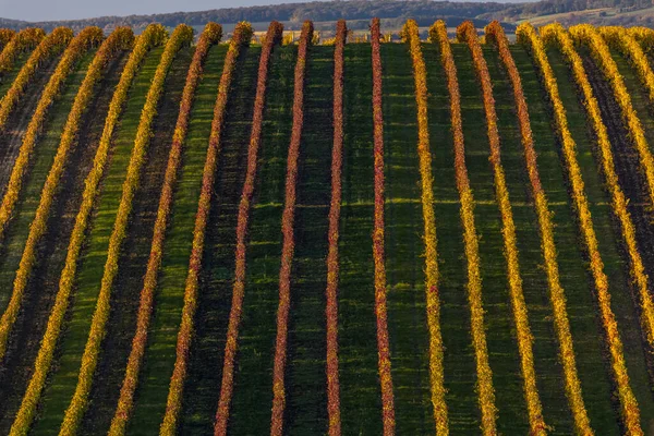チェコ共和国南モラヴィアのヴェルケ ビロヴィツェ近くの秋のブドウ園 — ストック写真