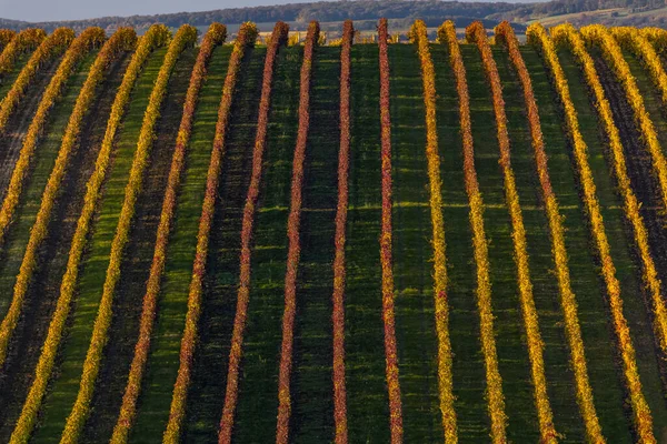 Vigneto Autunnale Vicino Velke Bilovice Moravia Meridionale Repubblica Ceca — Foto Stock