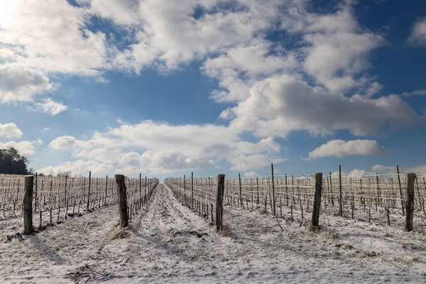 Vignoble Hiver Près Mikulov Région Palava Moravie Sud République Tchèque — Photo