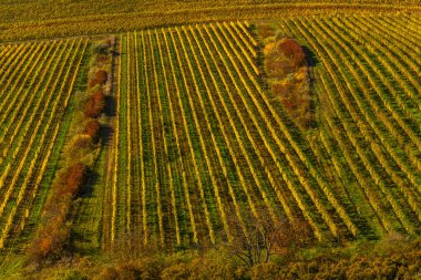 Palava altındaki üzüm bağları, Güney Moravya, Çek Cumhuriyeti