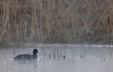 Siyah ördek (Fulica atra, Fulica prior), Güney Bohemya, Çek Cumhuriyeti