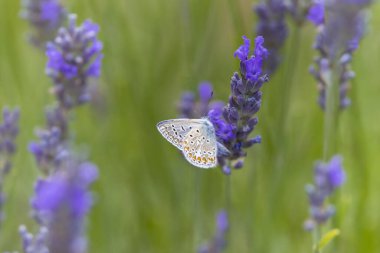 Kahverengi argus (Aricia agestis) lavanta, Provence, Fransa