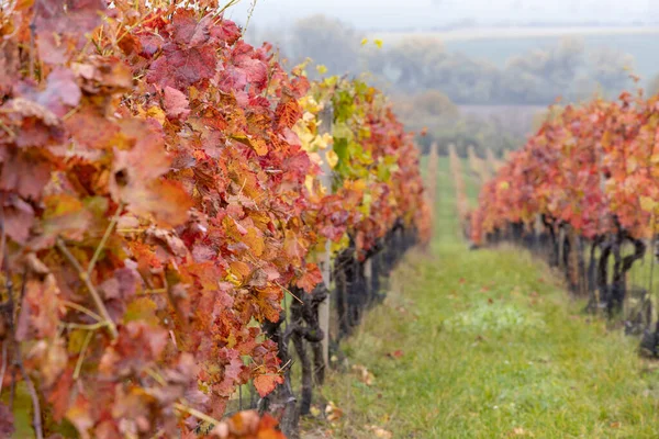 Czerwona Jesienna Winnica Morawy Południowe Czechy — Zdjęcie stockowe