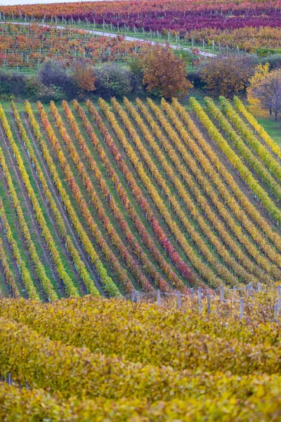 チェコ共和国南モラヴィアのケジコヴィツェ付近の秋のブドウ畑 — ストック写真