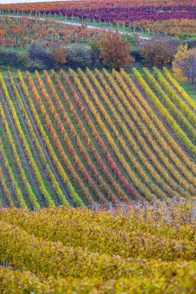 Viña Otoño Cerca Cejkovice Moravia Del Sur República Checa — Foto de Stock