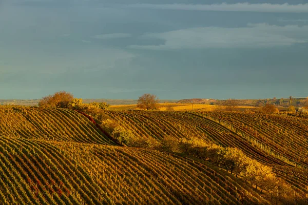 Viña Otoño Cerca Cejkovice Moravia Del Sur República Checa —  Fotos de Stock