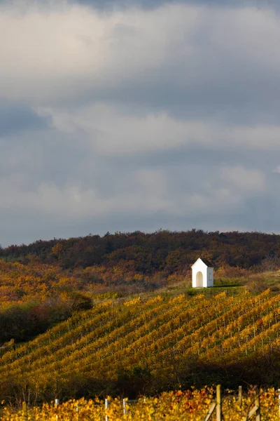 チェコ共和国南ボヘミア ズノジョモ地方のハンニツェ付近の秋のブドウ畑 — ストック写真