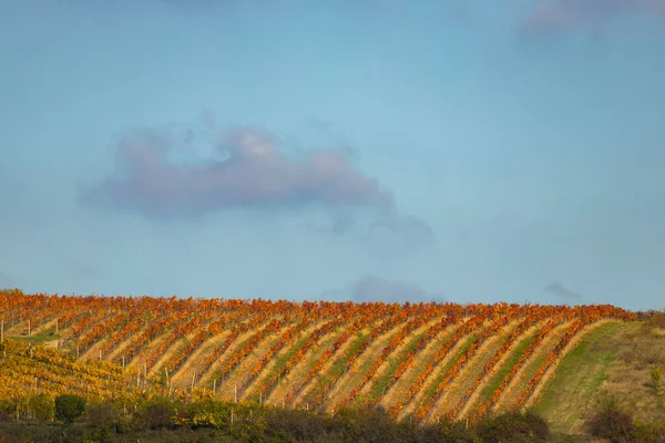 Autumn Vineyard Znojmo Region Southern Bohemia Czech Republic — Stock Photo, Image