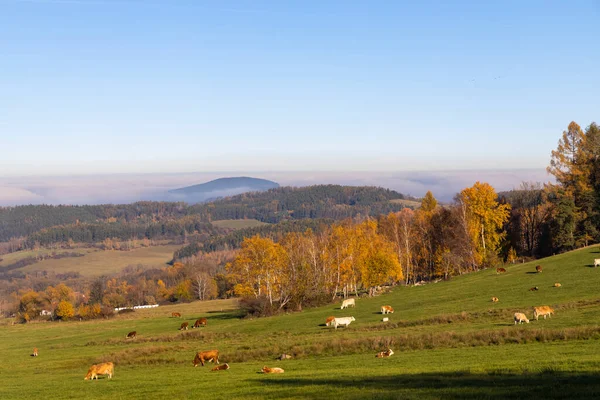 Tipikus Sumava Őszi Táj Dél Csehország Csehország — Stock Fotó