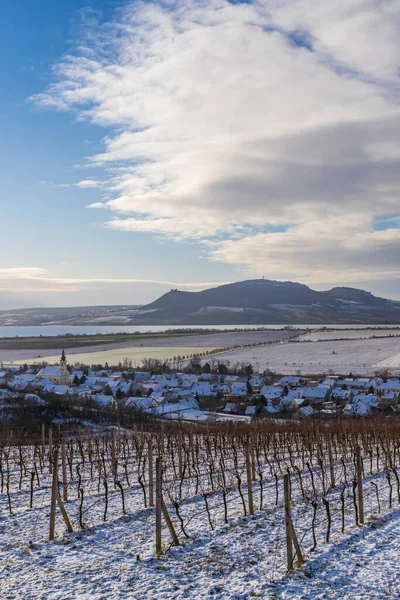 Vignobles Hiver Sous Palava Près Sonberk Moravie Sud République Tchèque — Photo