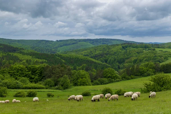 Paisagem Primavera Com Ovelhas Brancas Cárpatos Brancos República Checa — Fotografia de Stock