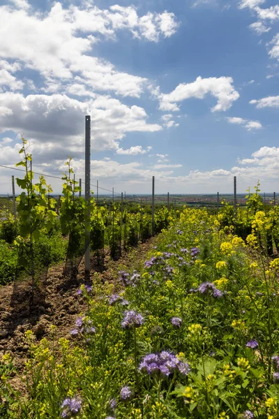 Blommigt Avstånd Ekologisk Vingård Södra Mähren Tjeckien — Stockfoto