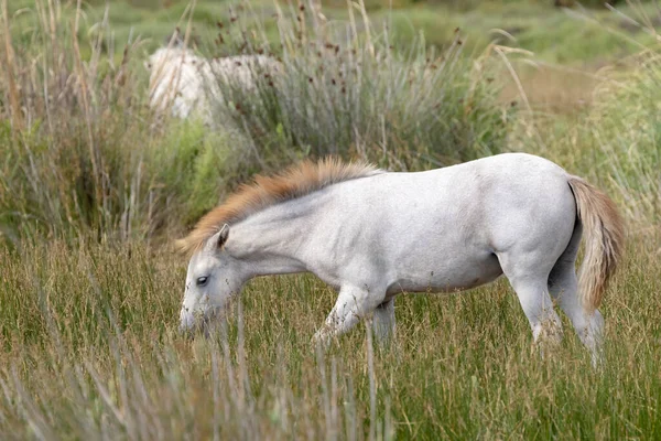 White Wild Horses Parc Naturel Regional Camargue Provence Γαλλία — Φωτογραφία Αρχείου