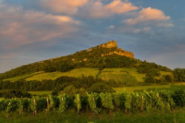 Üzüm bağı olan Solutre Kayası, Burgundy, Solutre-Pouilly, Fransa