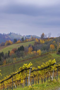 Avusturya 'nın en yüksek üzüm bağları Kitzeck im Sausal, Styria, Avusturya