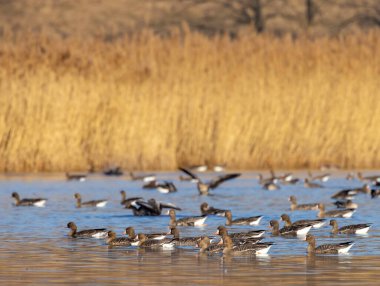 Büyük Kaz, (Anser anser), Güney Bohemya, Çek Cumhuriyeti