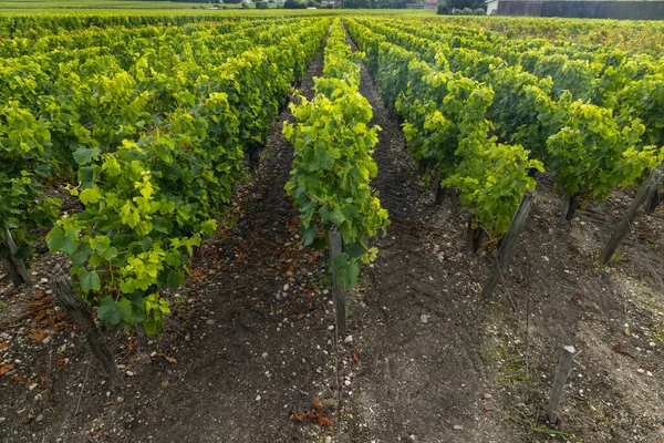 Typische Wijngaarden Buurt Van Saint Julien Beychevelle Bordeaux Aquitaine Frankrijk — Stockfoto