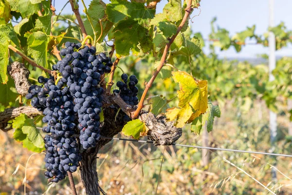 Typical Vineyard Blue Grapes Chateauneuf Pape Cotes Rhone France — Stock Photo, Image