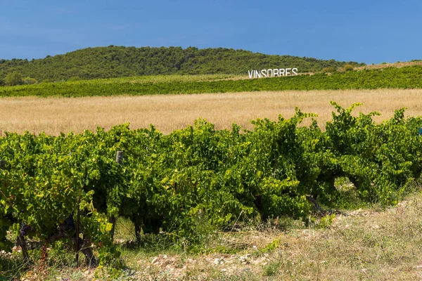Vinha Típica Perto Vinsobres Cotes Rhone França — Fotografia de Stock