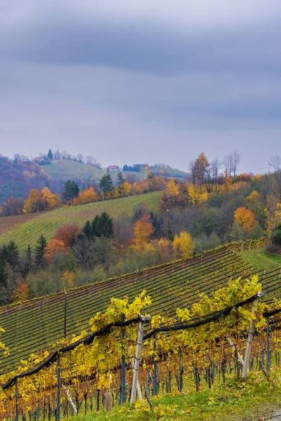 Najwyższe Winnice Austrii Pobliżu Miejscowości Kitzeck Sausal Styria Austria — Zdjęcie stockowe