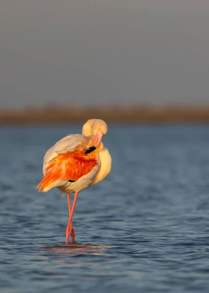 Flamingo Parc Naturel Regional Camargue Provence Frankrijk — Stockfoto