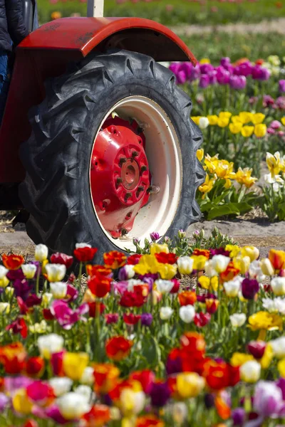 Field Tulips Old Tractor Keukenhof Netherlands — Stock Photo, Image