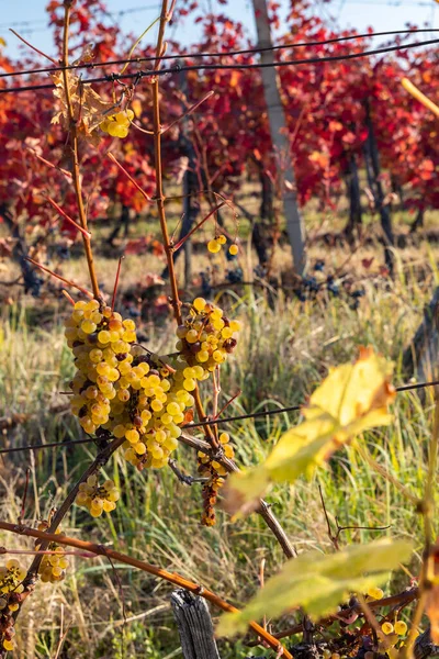 Autumn Vineyard Eger Northern Hungary — Stock Photo, Image