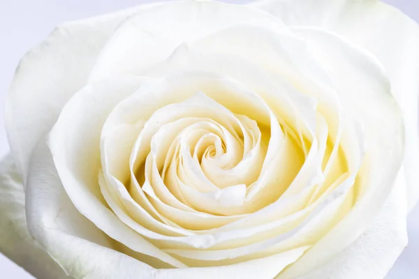 White Rose White Background — Stock Photo, Image